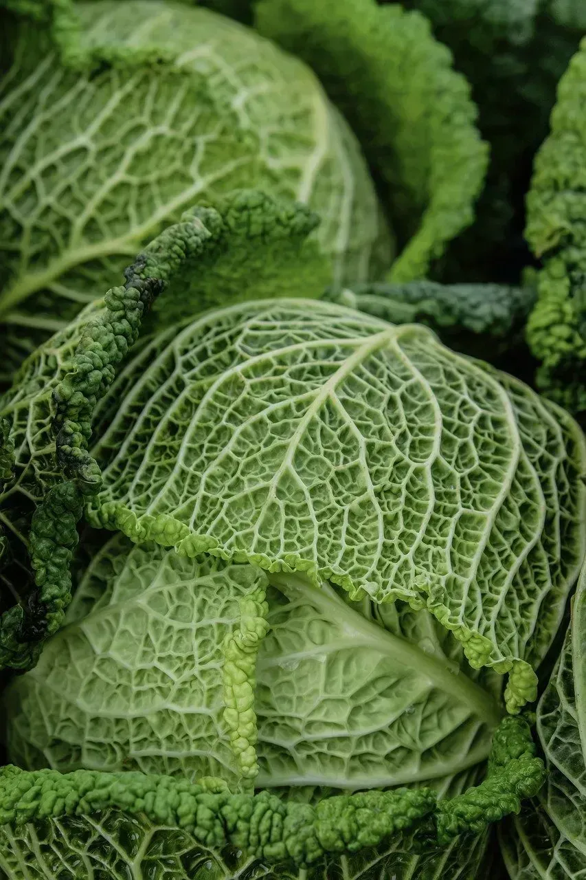 Leafy Greens That Aren't as Safe as They Seem (Image Credits: Pixabay)