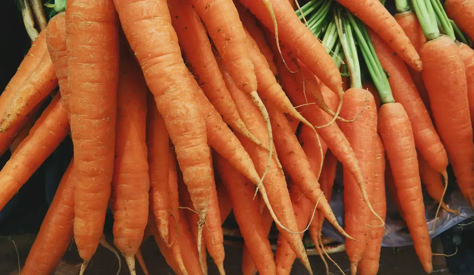 Carrot Tops (Image Credits: Wikimedia)