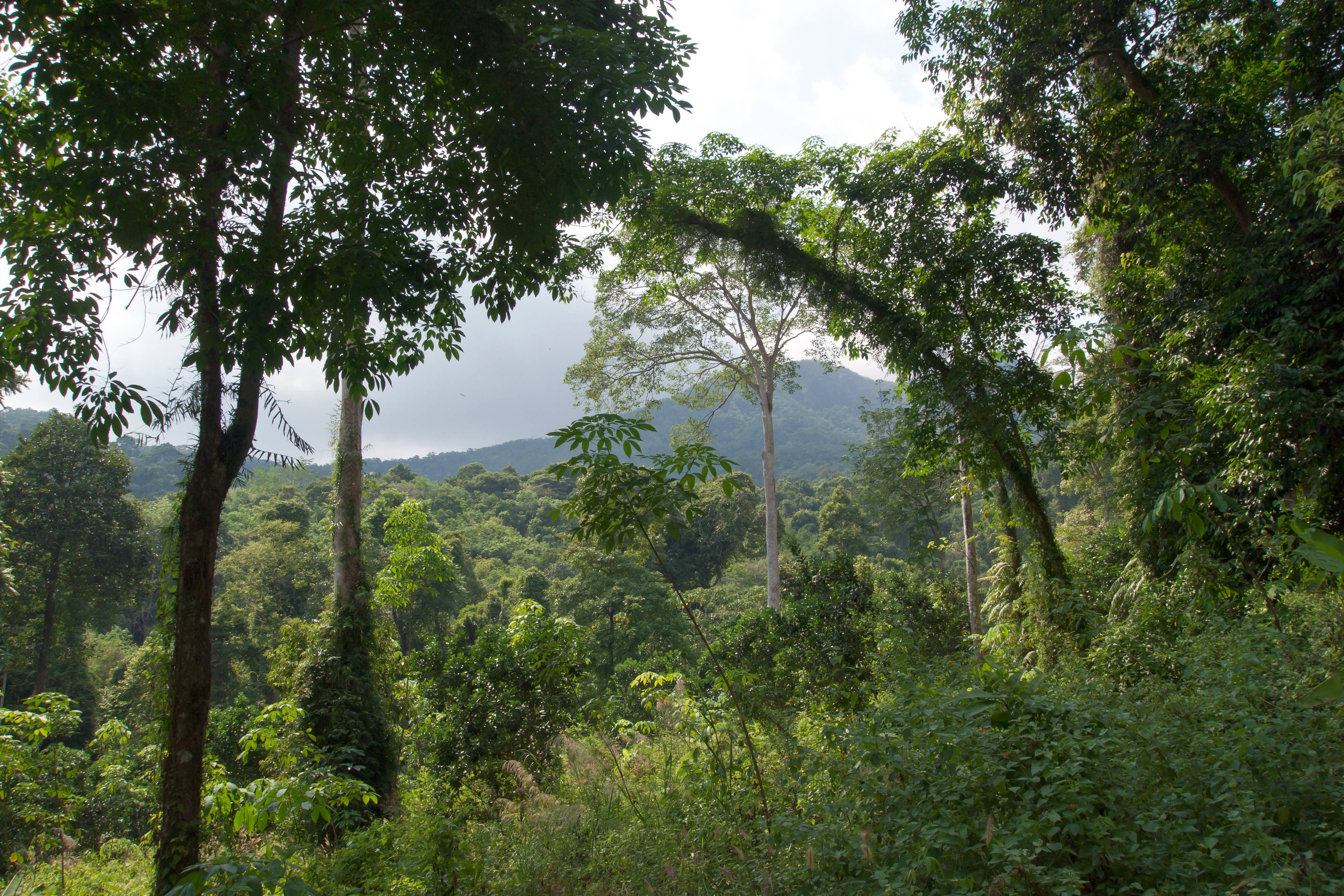 Ecuador's Amazon Alternative (Image Credits: Wikimedia)