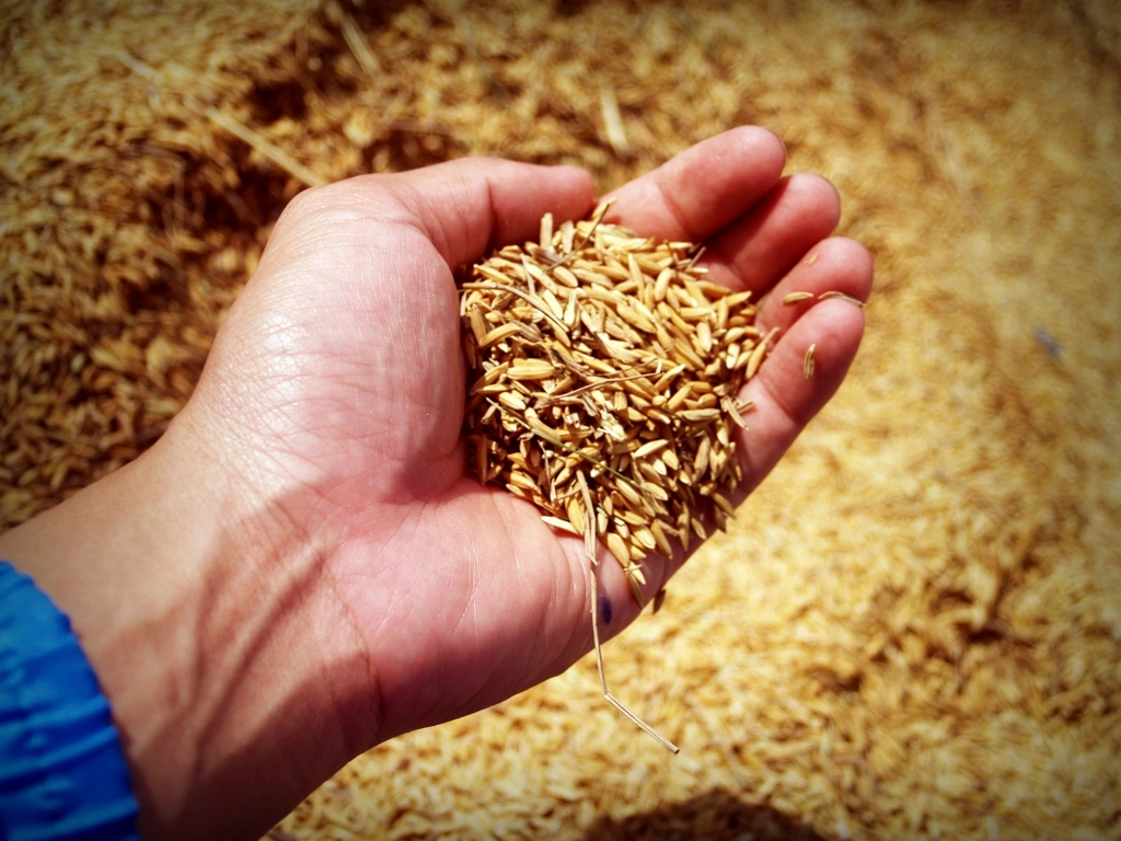 Plant-Based Diet Movement Reducing Wheat Dependency (Image Credits: Rawpixel)