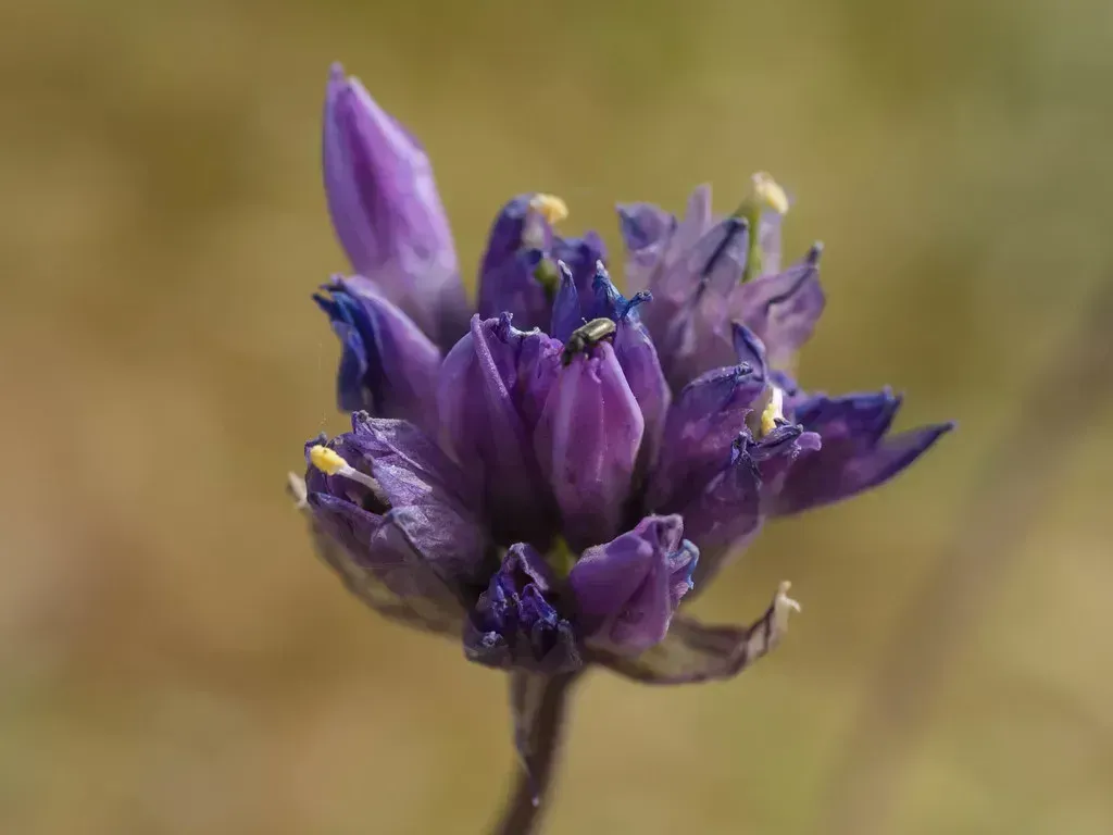 Picking Wildflowers in California Can Cost You a Thousand Dollar Fine (Image Credits: Flickr)