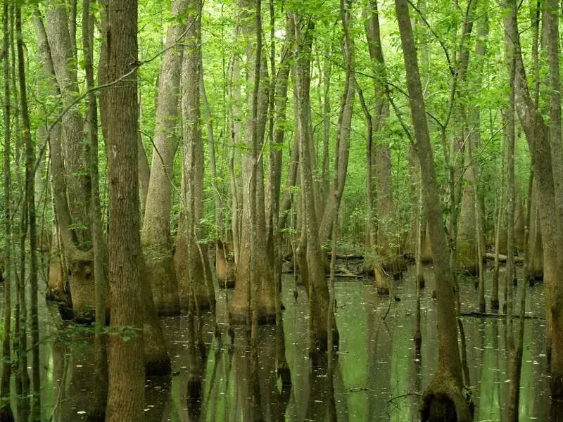 11. Congaree National Park, South Carolina (Image Credits: Flickr)