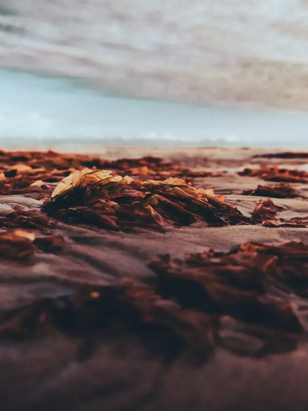 The Seaweed Problem Has Gone From Nuisance to Nightmare (Image Credits: Unsplash)