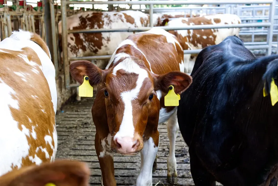 Synthetic Growth Hormones: The Dairy Controversy (Image Credits: Unsplash)
