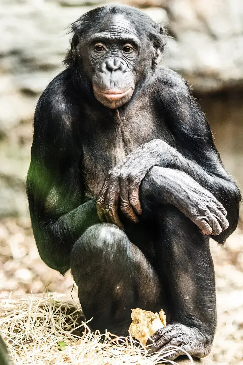 The Bonobo (Image Credits: Pixabay)