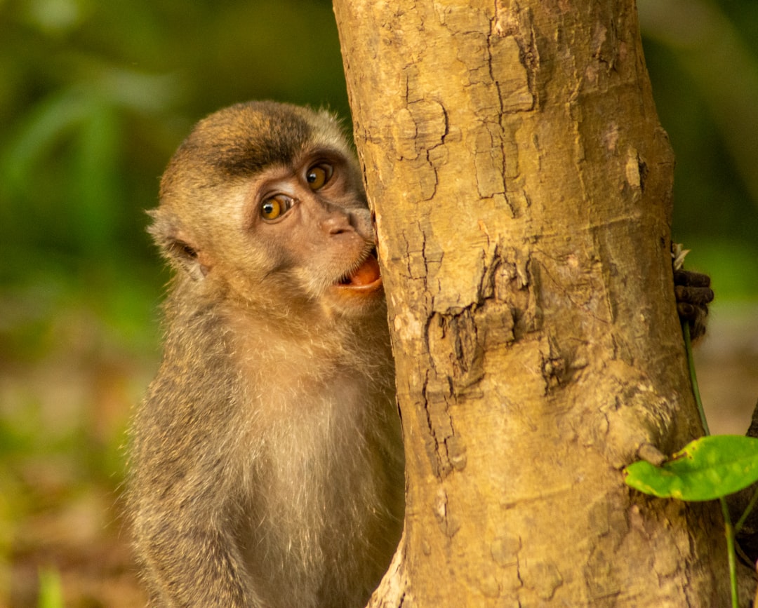 Kinabatangan River, Borneo (Image Credits: Unsplash)