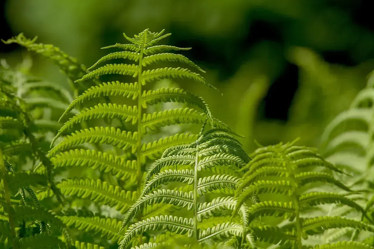 CO₂ Is Actually Greening the Planet and Boosting Plant Growth (Image Credits: Pixabay)