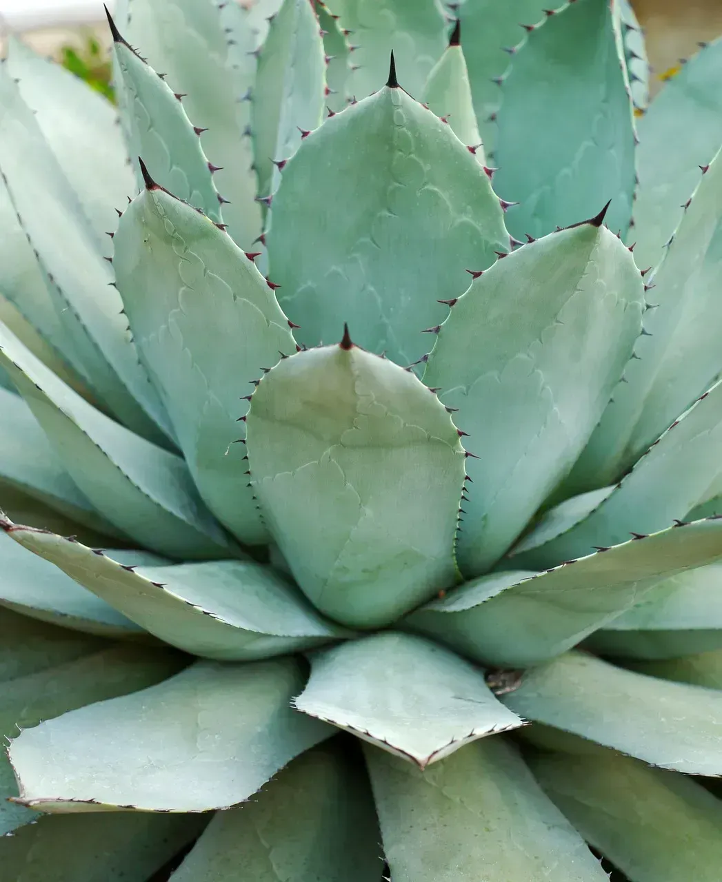 2. Succulents (Image Credits: Pixabay)