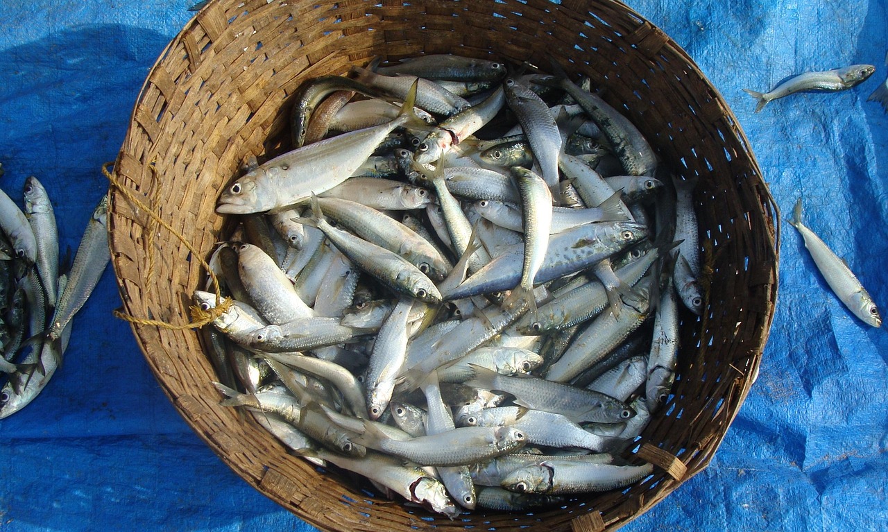 The Hidden Costs of Cheap Seafood (image credits: pixabay)