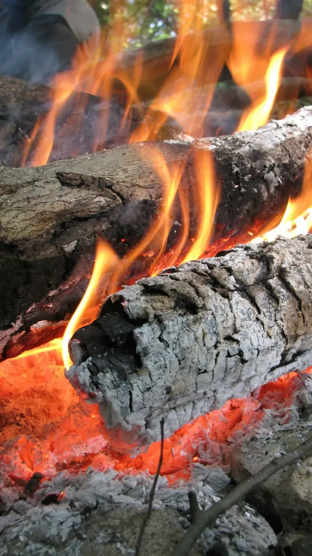 3. Pressure-Treated and Painted Wood (Image Credits: Unsplash)