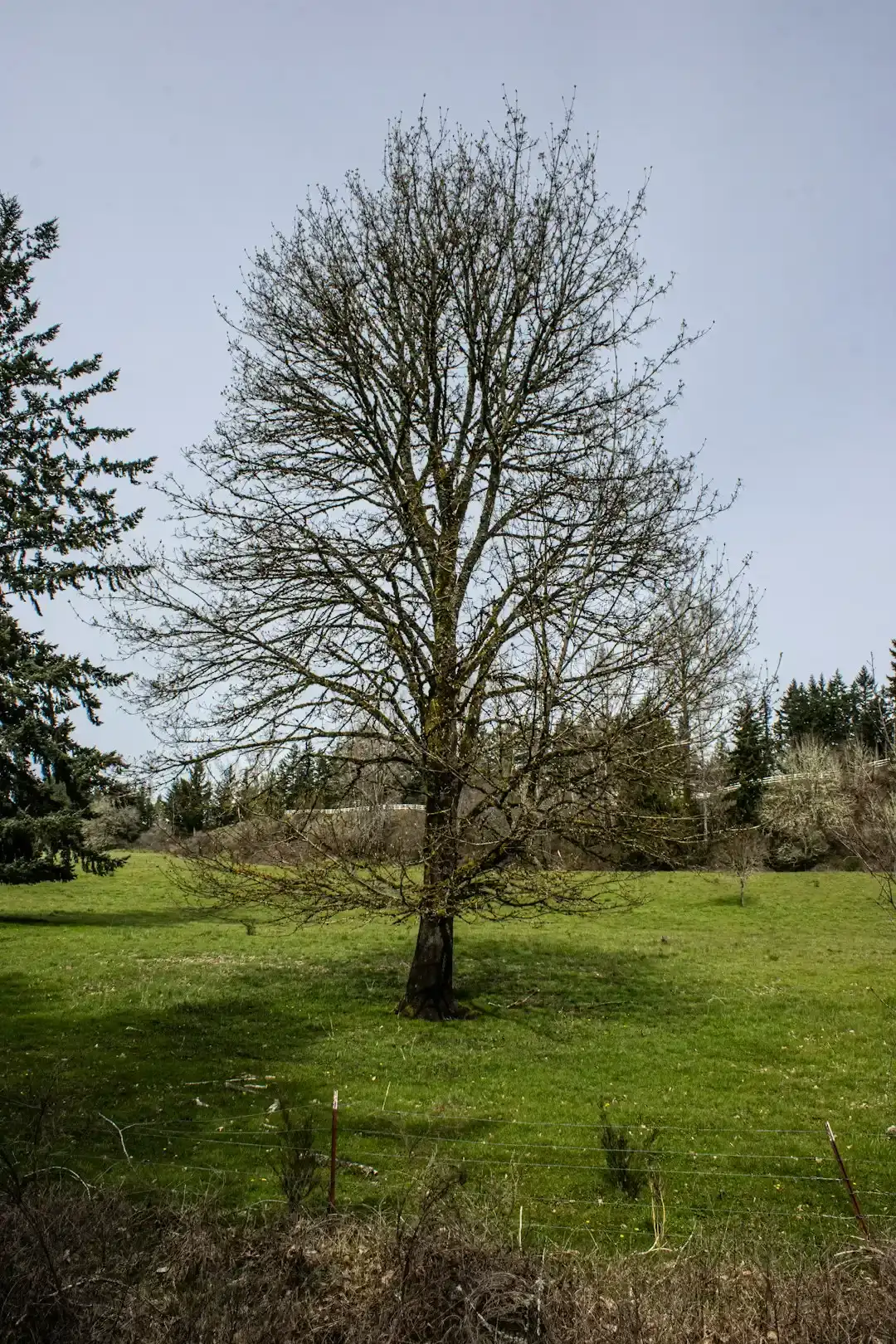 The Boundary Tree Minefield (Image Credits: Unsplash)