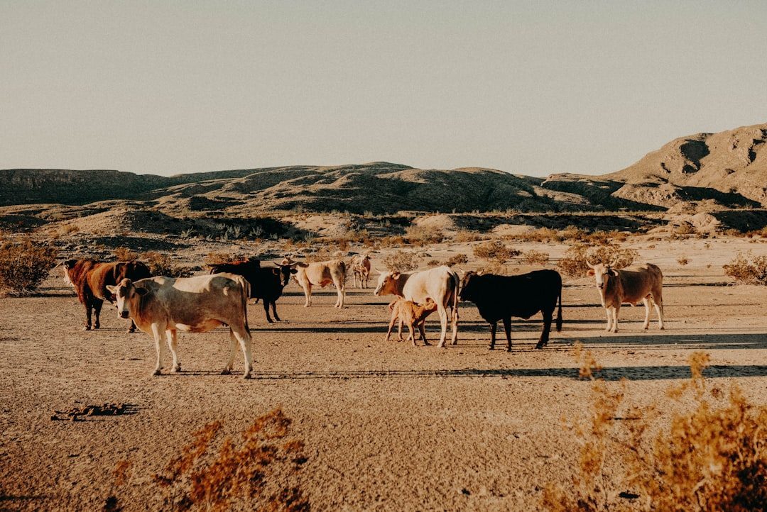 Drought Conditions Devastate Ranching Operations (Image Credits: Unsplash)