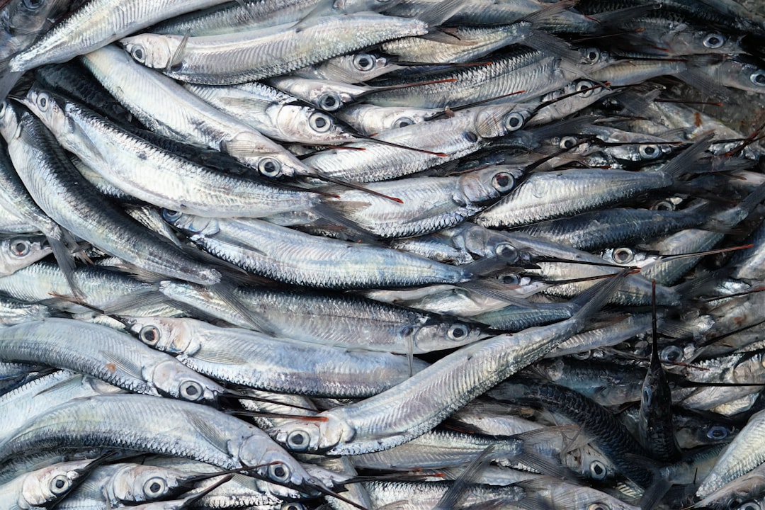ASC Certification for Farmed Fish (image credits: unsplash)