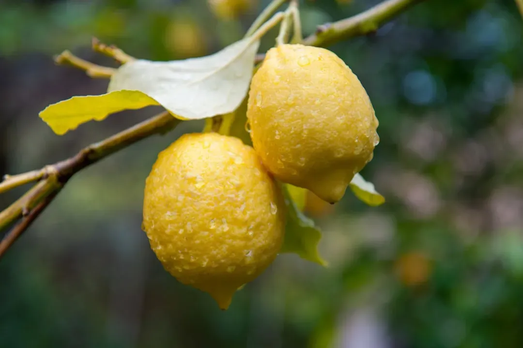 6. Bacteria Multiply on Wet Lemons - Rapidly (Image Credits: Unsplash)