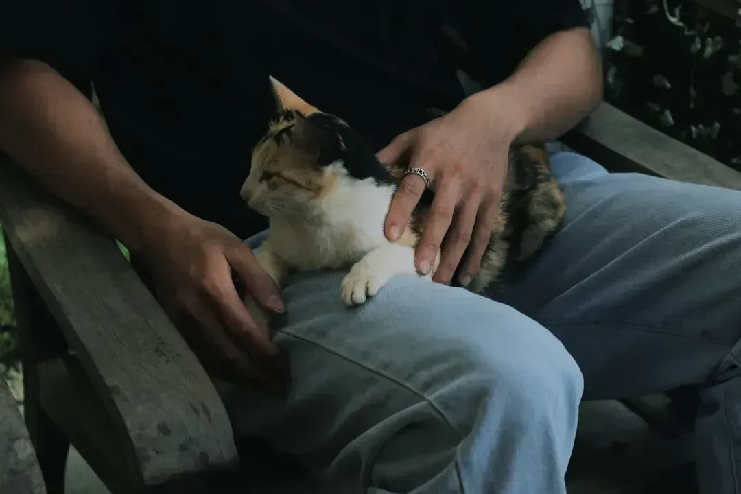 11. Feeling Emotionally Attuned to Their Human (Image Credits: Unsplash)