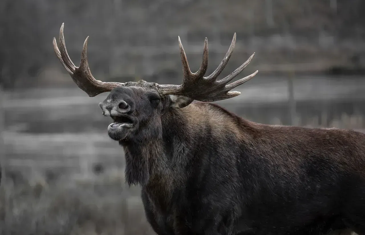 Moose: The Awkward Heavyweights (Image Credits: Pixabay)