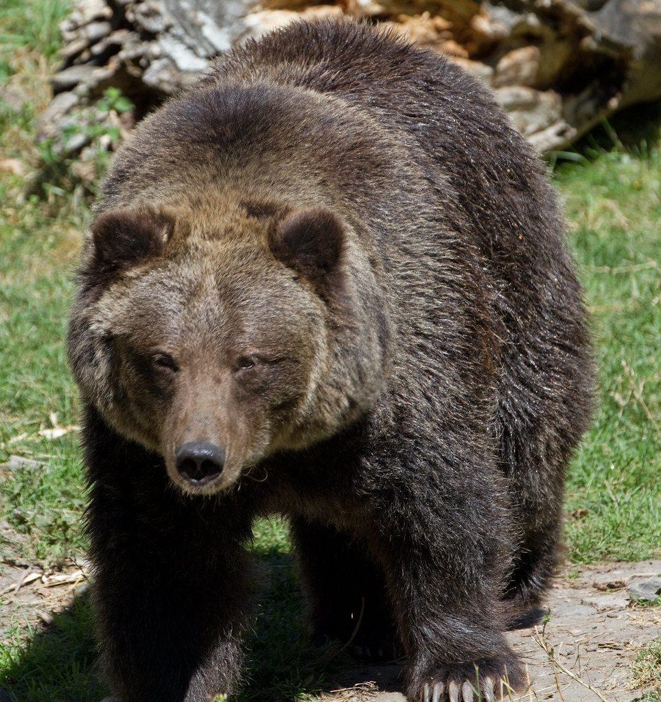 3. Black Bears and Grizzly Bears (Image Credits: Flickr)