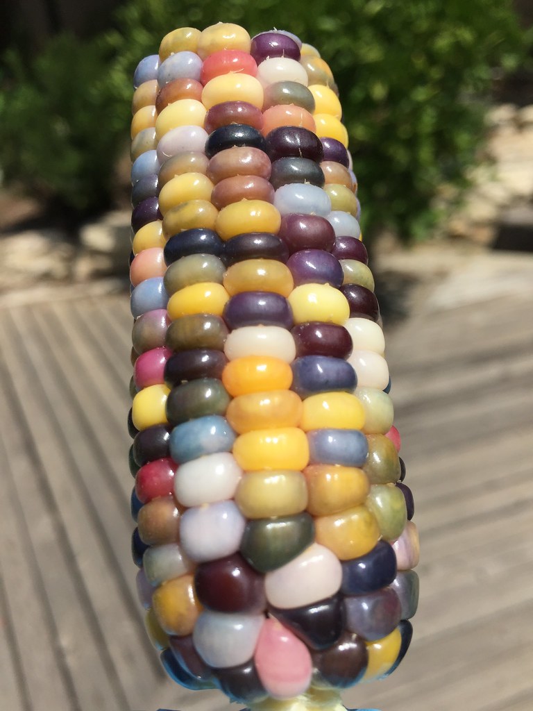 Glass Gem Corn: Nature's Jeweled Superfood (Image Credits: Flickr)