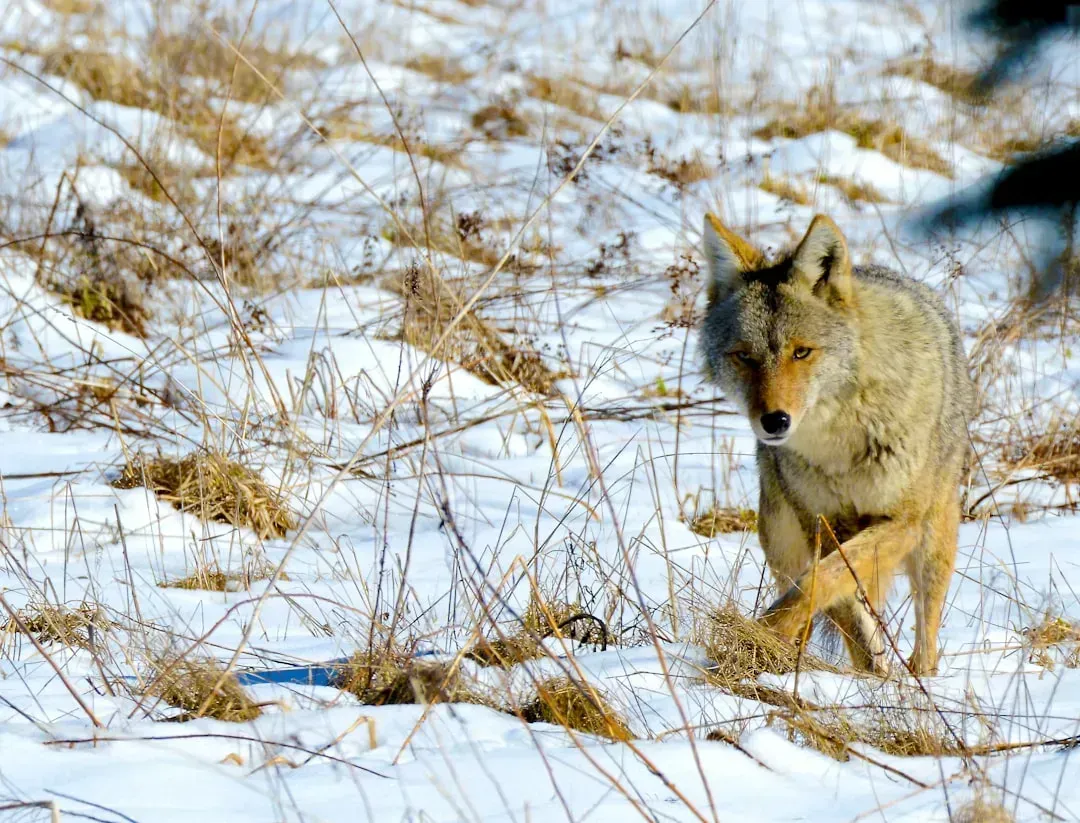 They're Better Hunters and Surprisingly Adaptable (Image Credits: Unsplash)