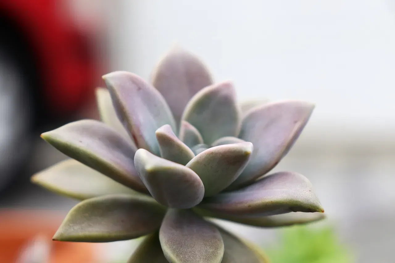 Keep It Low Maintenance (Image Credits: Pixabay)
