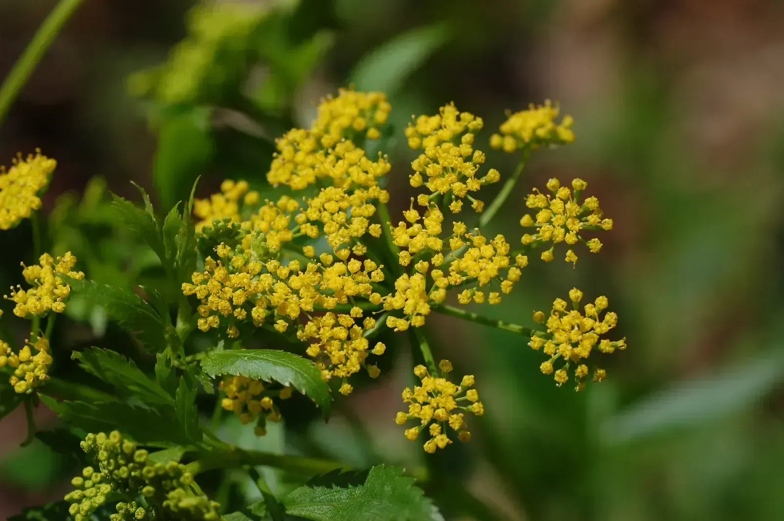 Alexanders: The Roman Celery Replaced by Modern Varieties (Image Credits: Wikimedia)