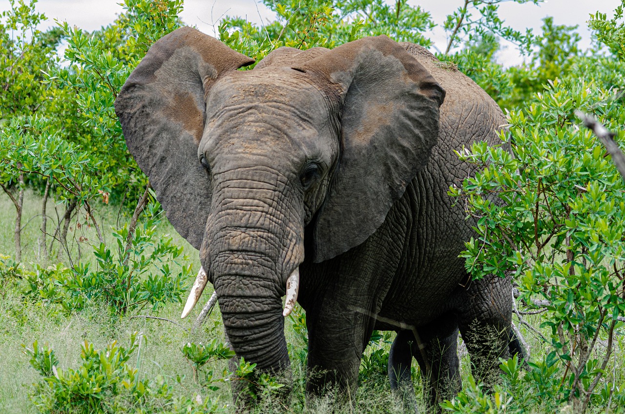 Kruger National Park, South Africa (Image Credits: Pixabay)
