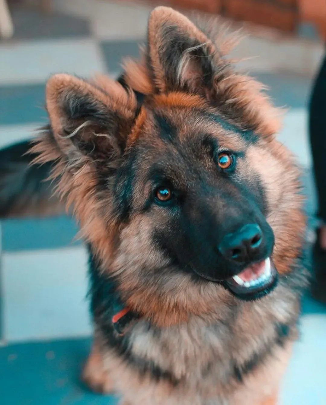 German Shepherds (Image Credits: Unsplash)