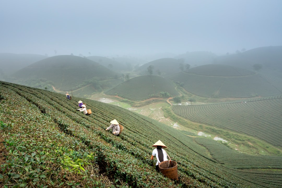 Vietnam's Rising Tea Market Position (Image Credits: Unsplash)