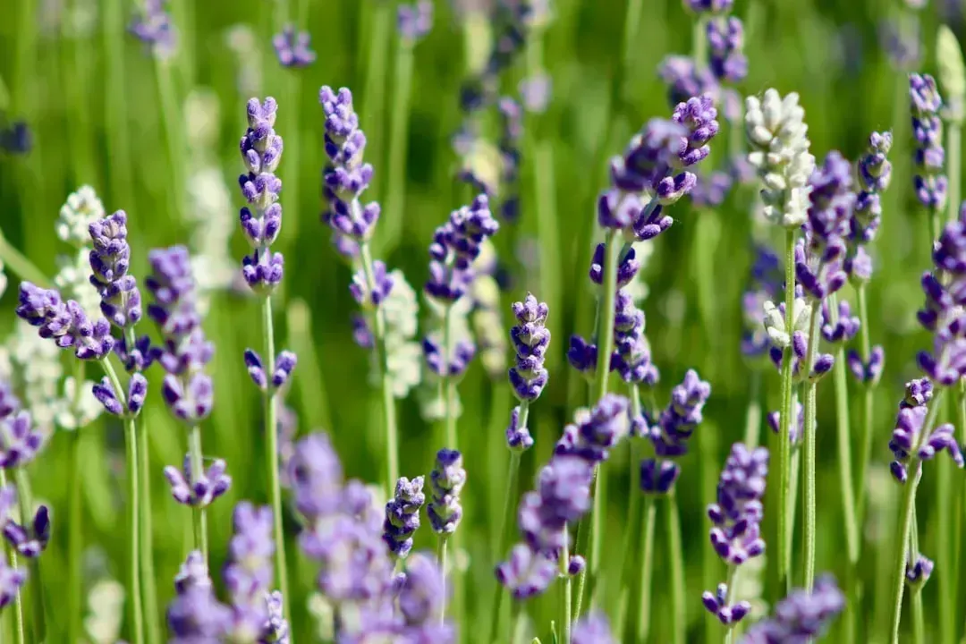 1. Lavender: The Mediterranean Queen Who Hates Being Fussed Over (Image Credits: Unsplash)