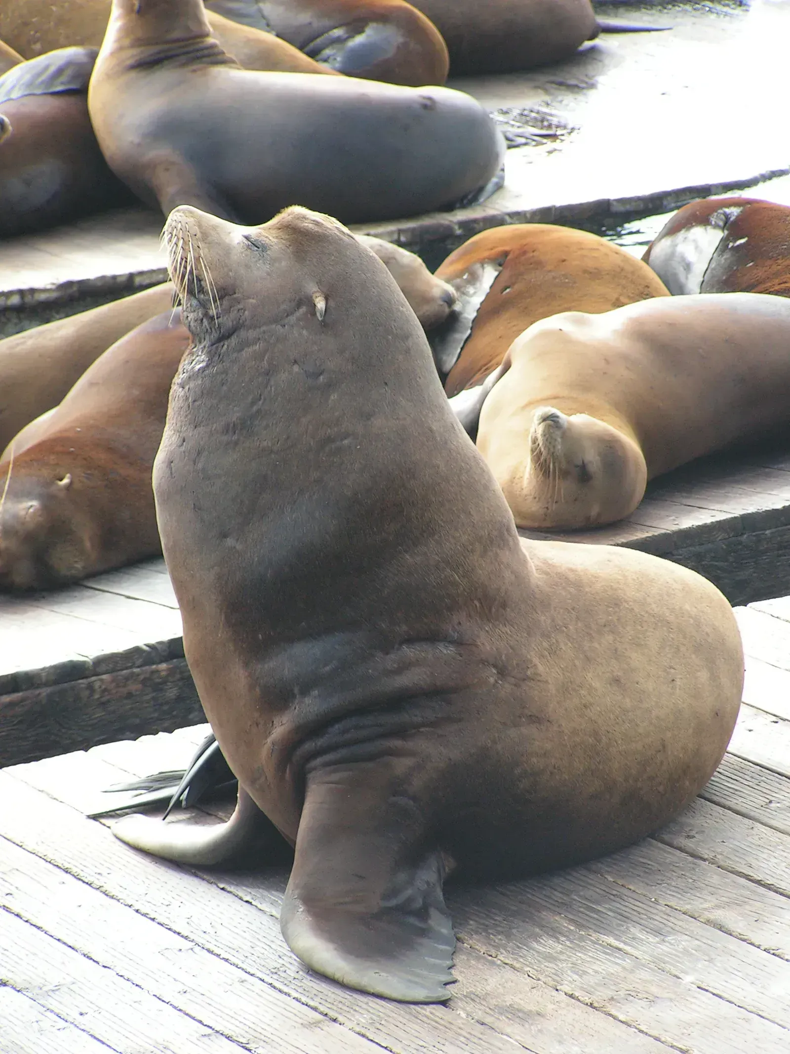 4. Fisherman's Wharf, San Francisco (Image Credits: Wikimedia)
