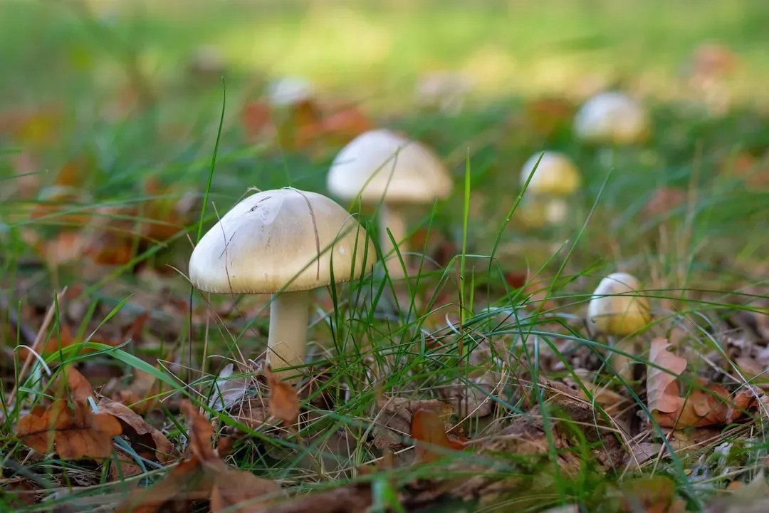 Wild Mushrooms: Nature's Deadly Lottery (Image Credits: Unsplash)