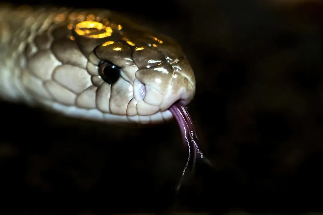 Surprisingly Intelligent and Aware (Image Credits: Unsplash)