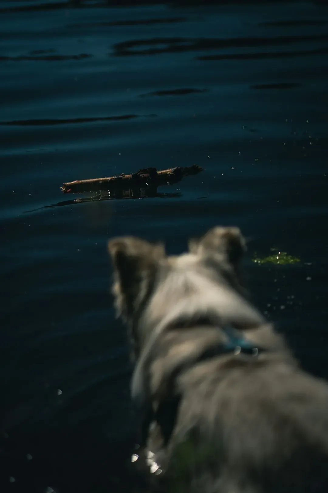 7. Wolves in Sheep's Clothing - Why the "Jaws Effect" Affects All These Animals (Image Credits: Unsplash)