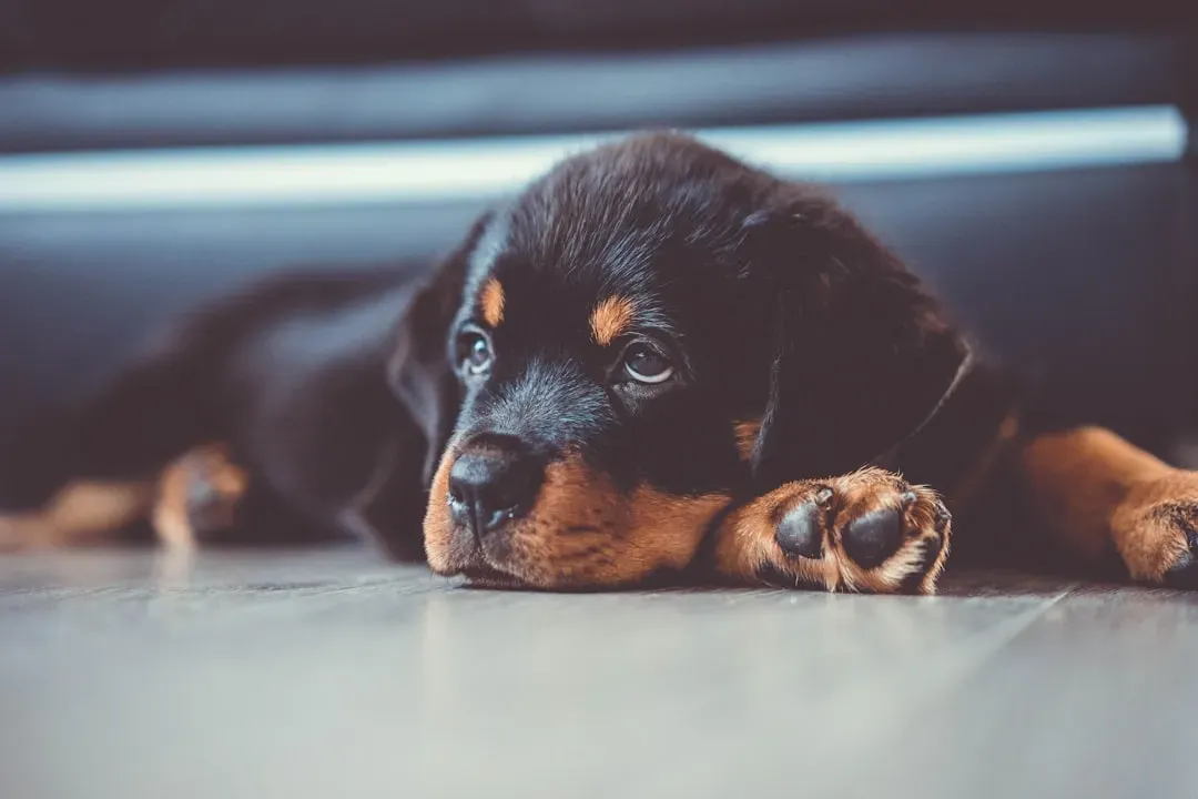 Watch for signs of stress throughout the trip (Image Credits: Unsplash)