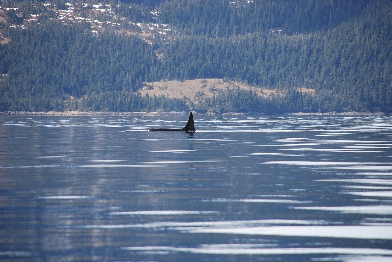 Orcas: Killer Whales That Don't Kill Humans (Image Credits: Pixabay)