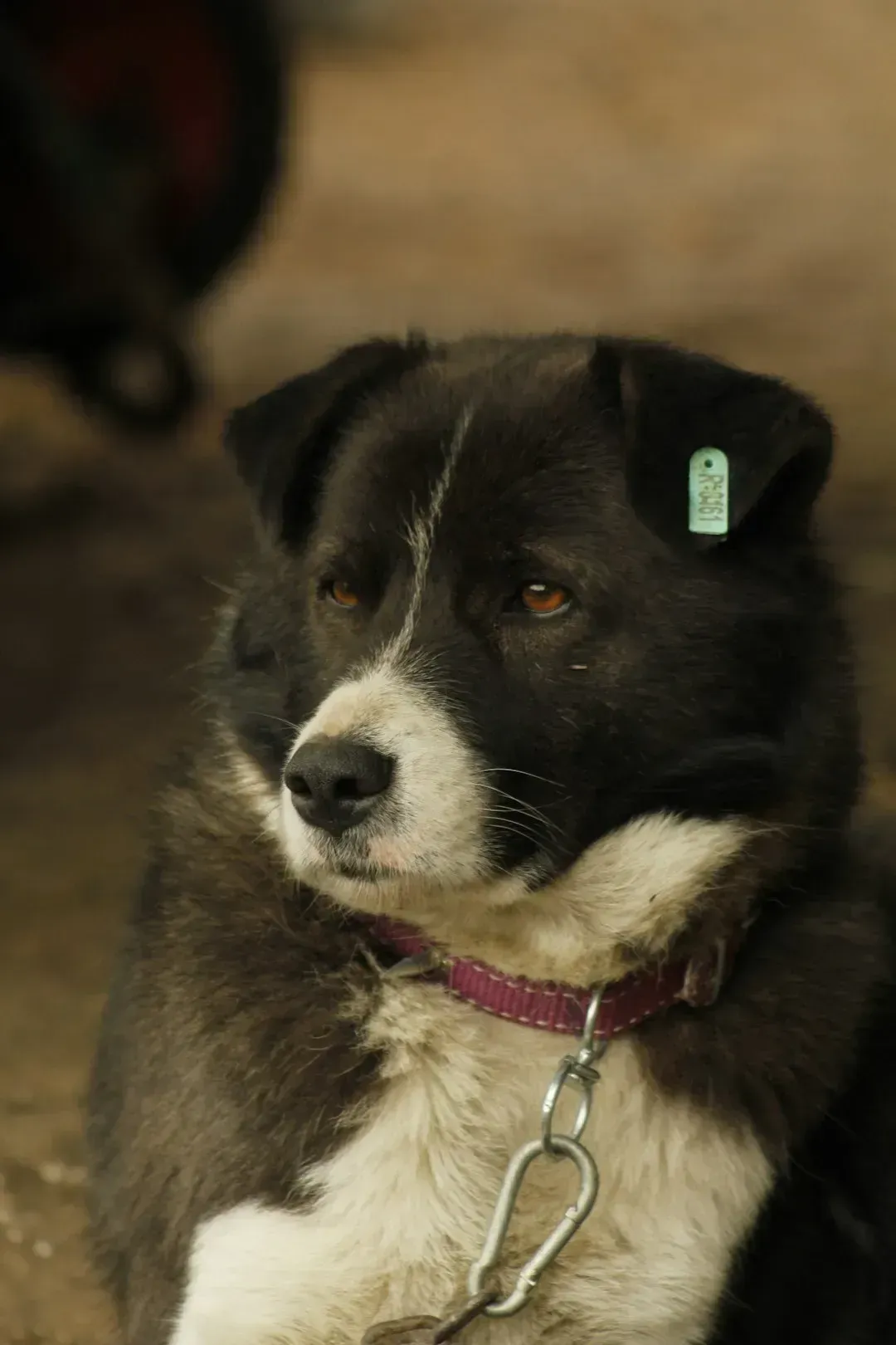 Why Breed Labels Don't Tell the Whole Story (Image Credits: Unsplash)