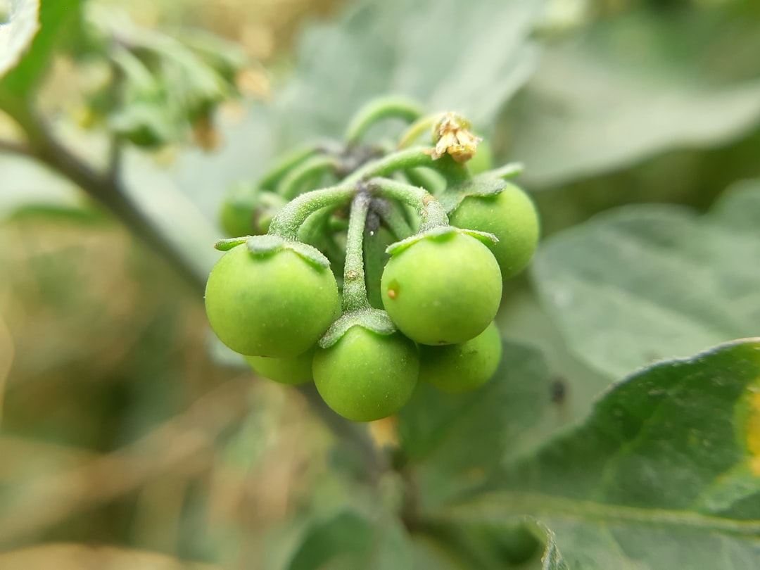 Natural Plant Toxins in Common Foods (Image Credits: Unsplash)
