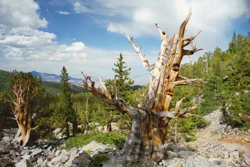 7. Great Basin National Park, Nevada - Ancient Trees and Endless Dark Skies (By Brian W. Schaller, FAL)