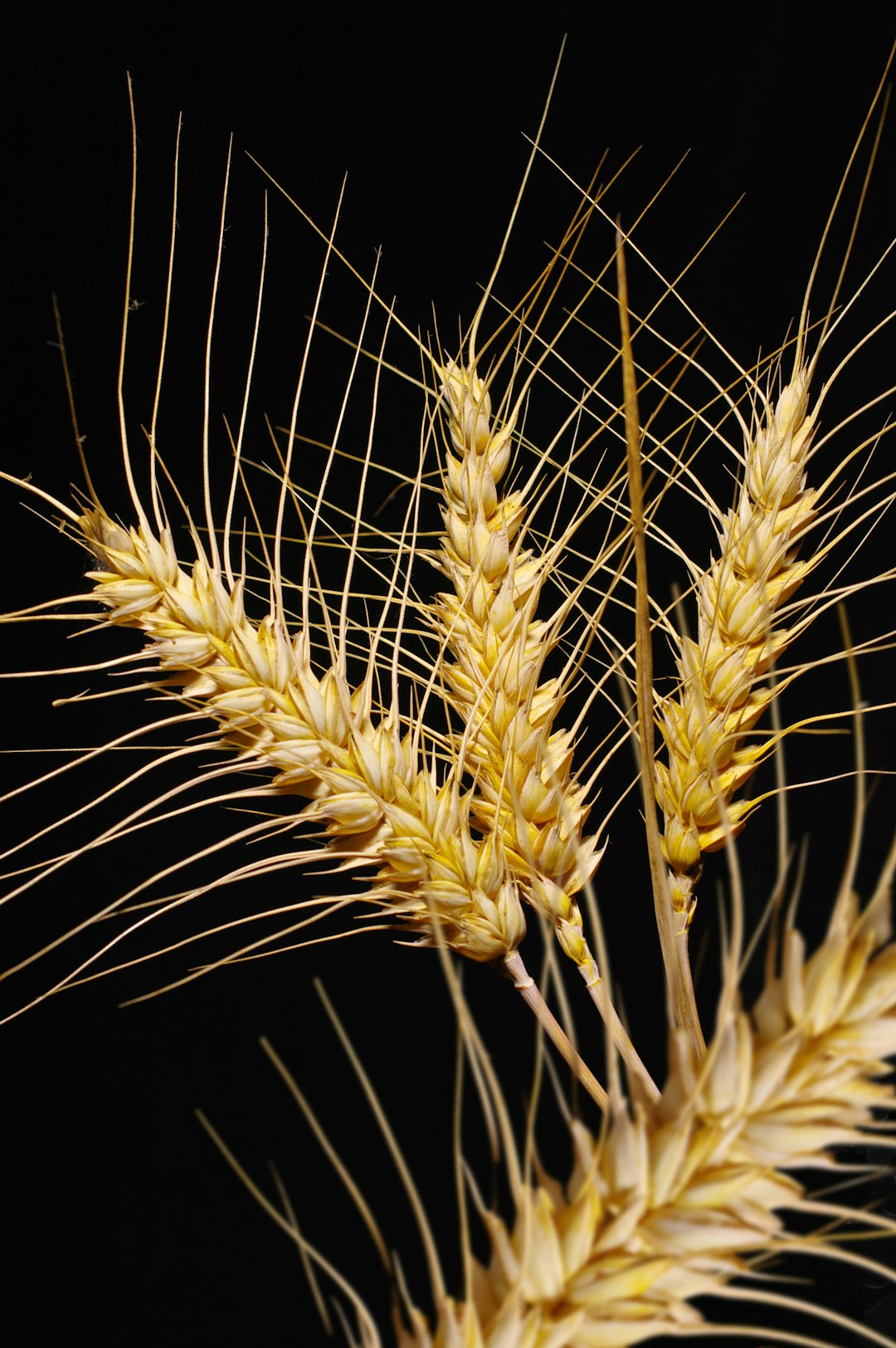 Future Projections for Global Wheat Consumption Patterns (Image Credits: Unsplash)