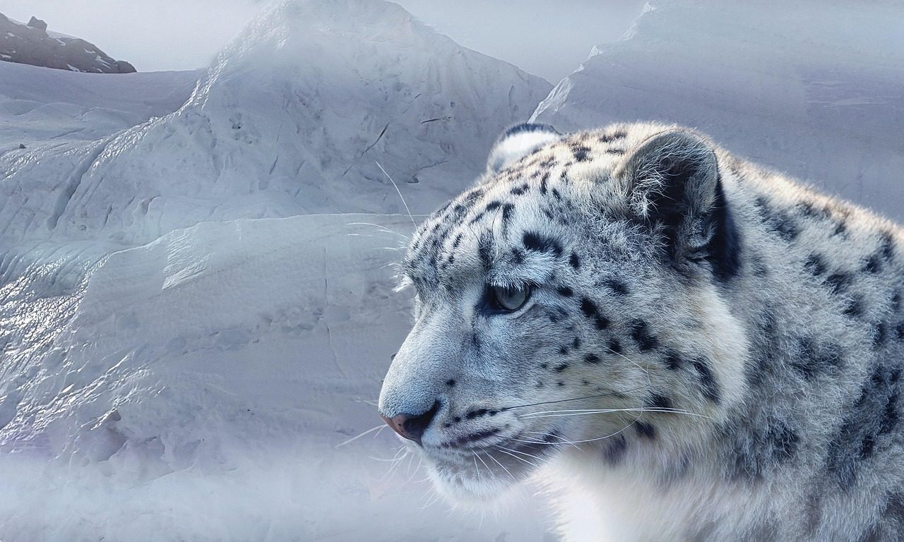 Snow Leopards Detect You Before You Know They're There (Image Credits: Pixabay)