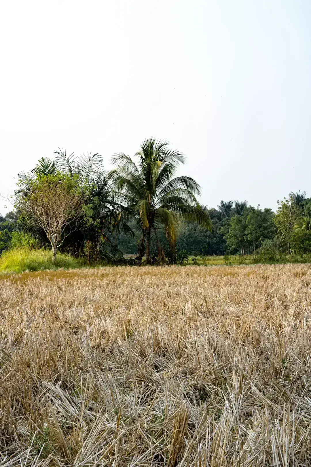 Groundwater Depletion Decimating Property Values (Image Credits: Unsplash)
