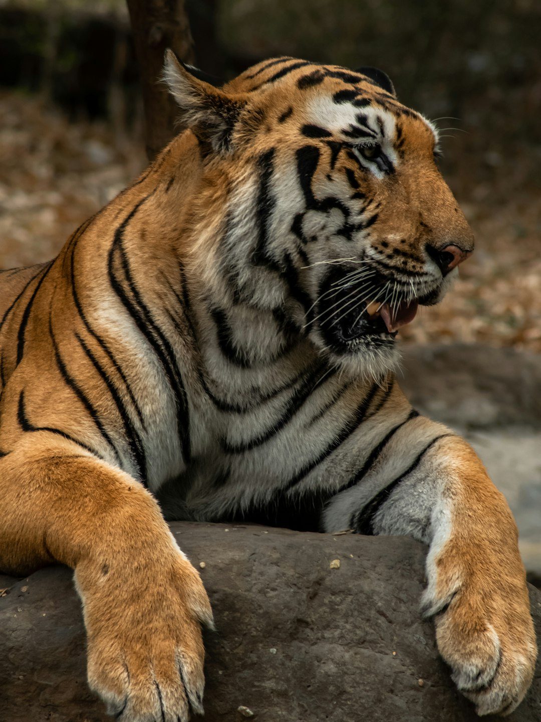 7. Leopards and Tigers (Image Credits: Unsplash)