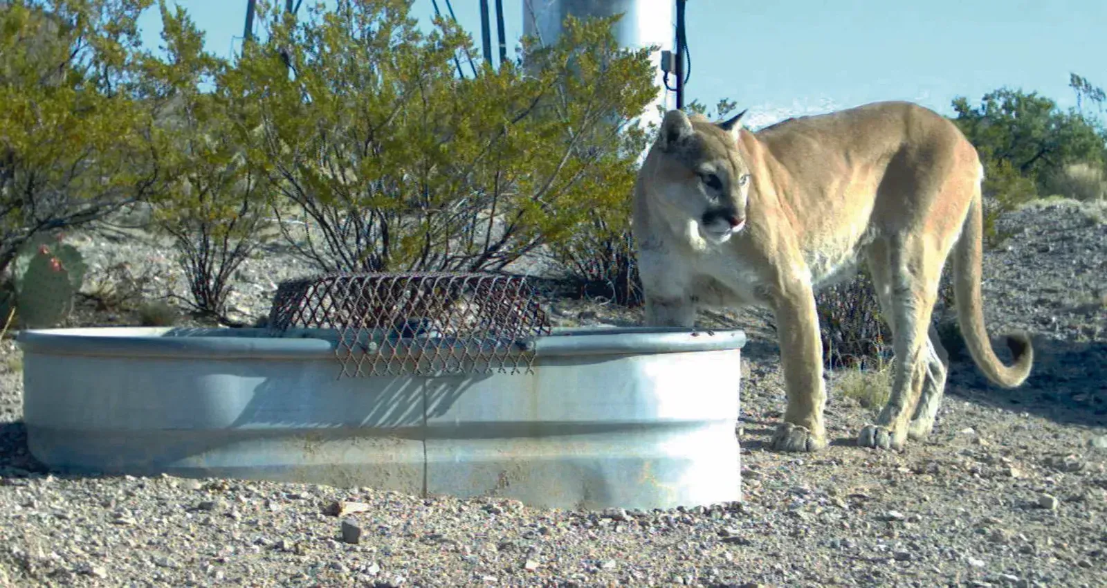 Mountain Lions Are Testing the Urban Boundary (Image Credits: Wikimedia)