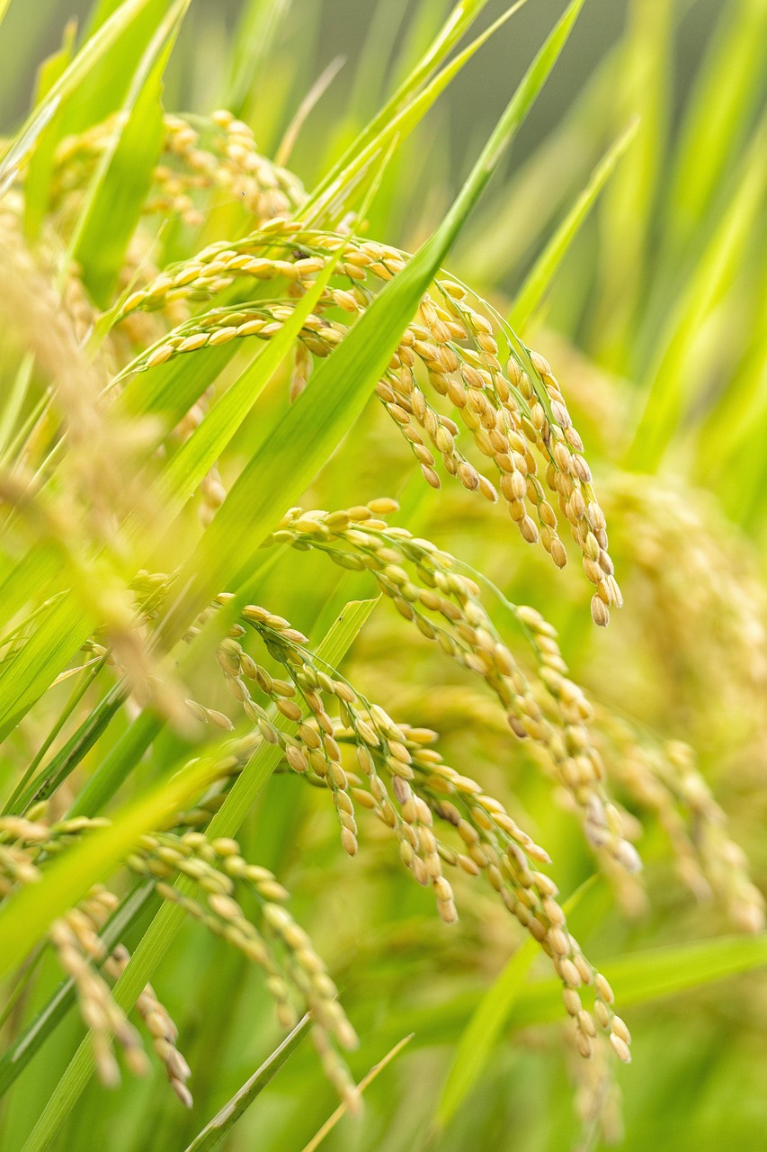Japan Achieves Efficiency Despite Limited Land Resources (Image Credits: Pixabay)
