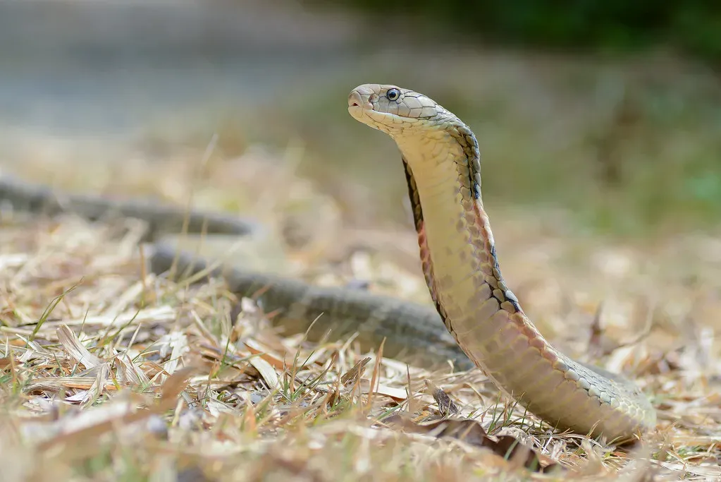 It's Actually Not a True Cobra at All (Image Credits: Flickr)
