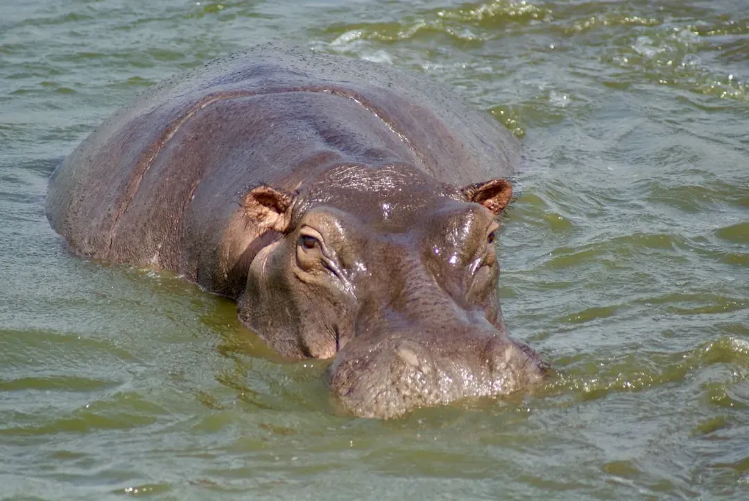6. Hippos - Africa's Most Misunderstood Heavyweight (Image Credits: Unsplash)