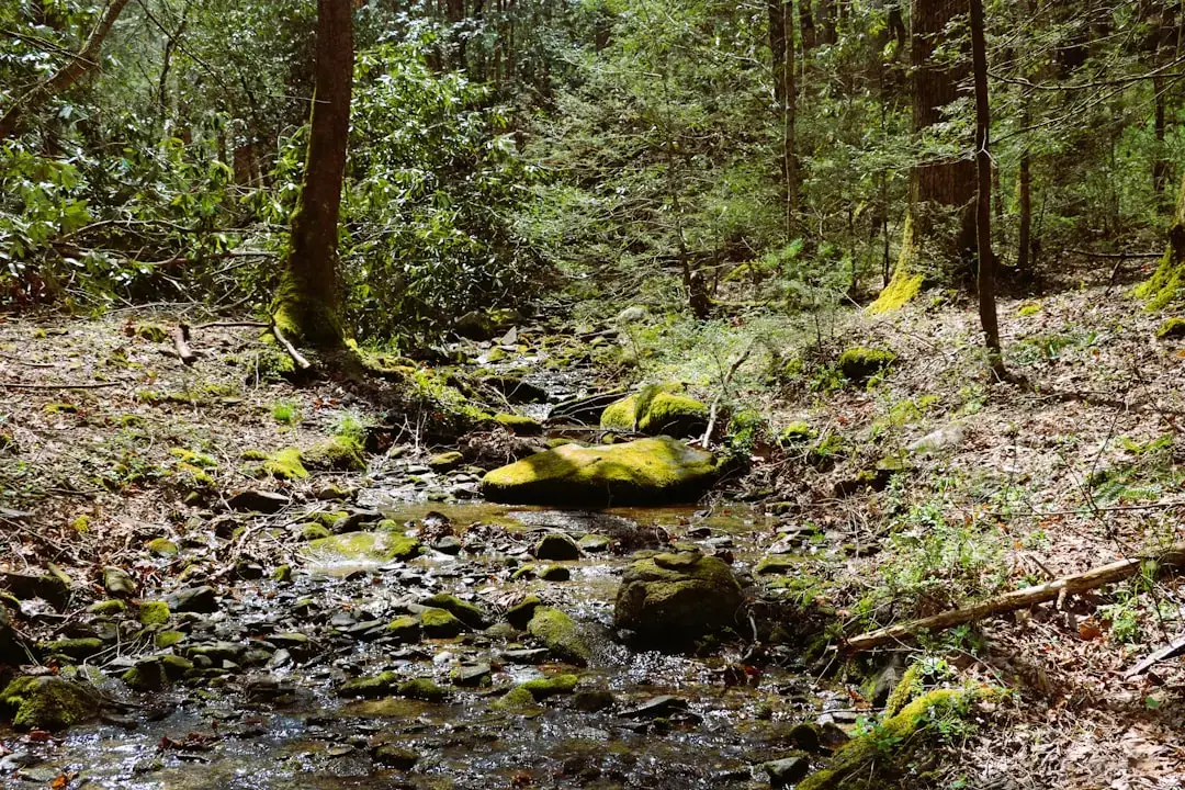 Tennessee: Music, Mountains, and Money Savings (Image Credits: Unsplash)