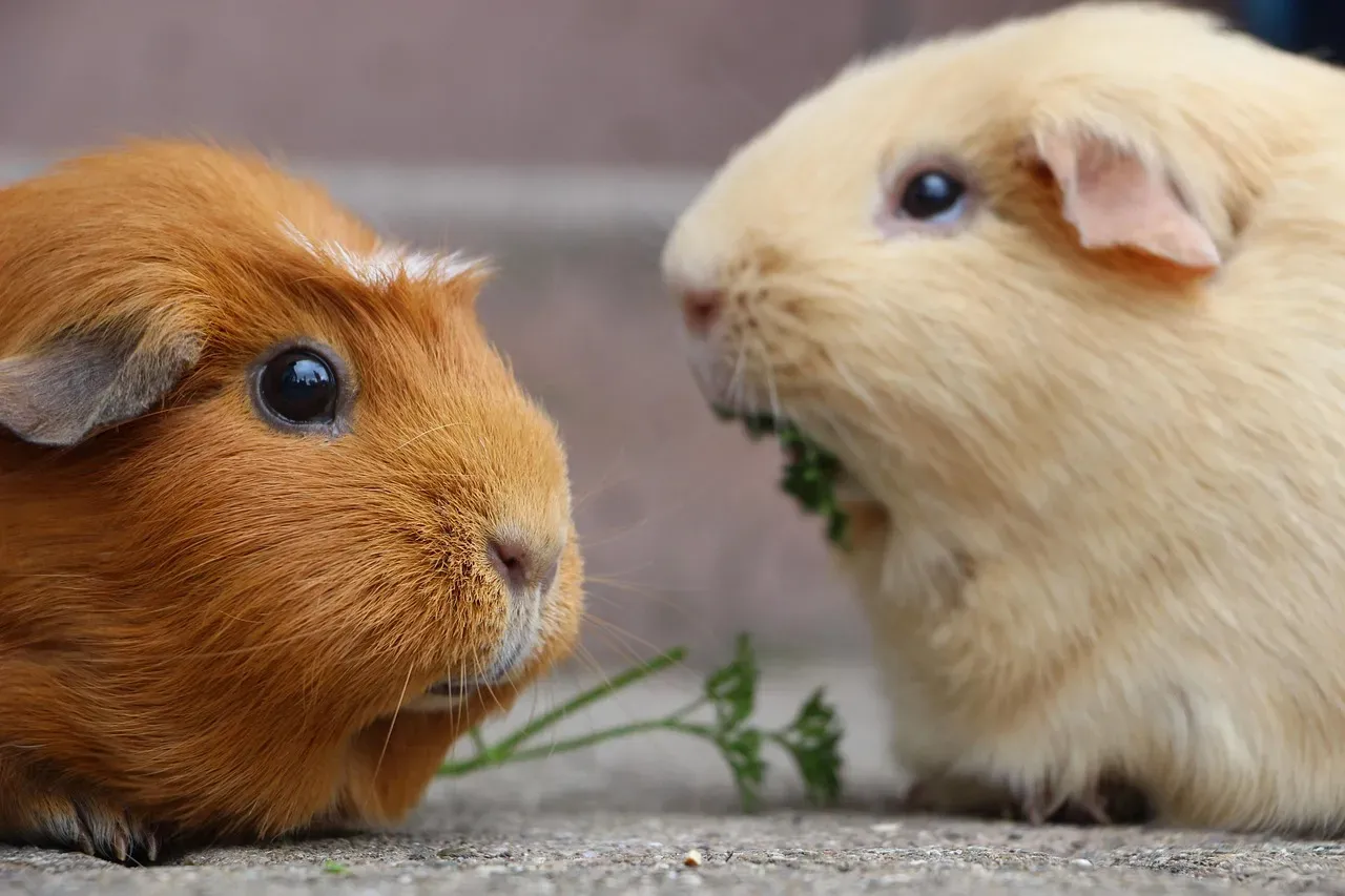 6. Guinea Pigs - Social, Gentle, and Ideal for Quieter Lifestyles (Image Credits: Pixabay)
