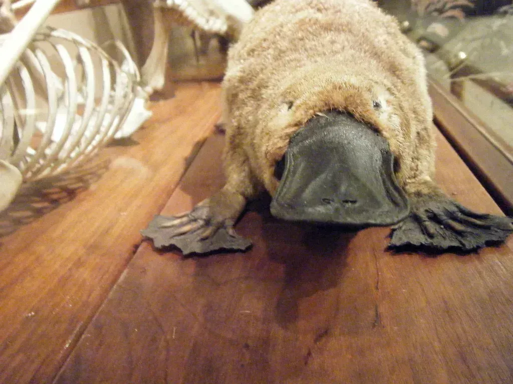 The Platypus (Image Credits: Flickr)
