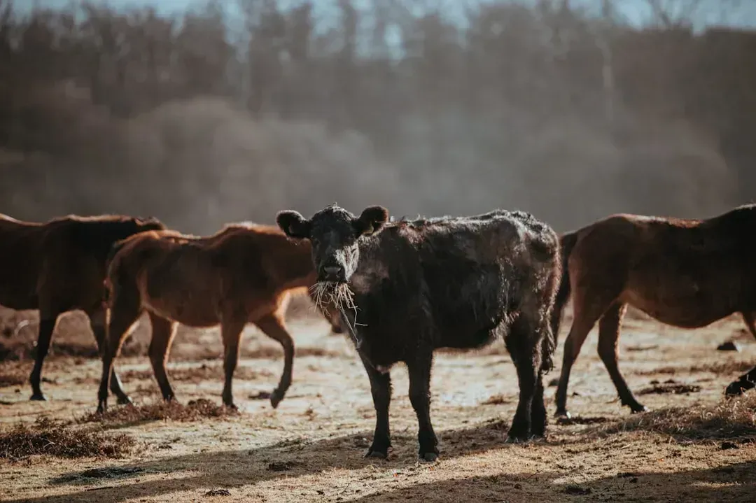 What Does the Future Hold for Global Beef Production? (Image Credits: Unsplash)